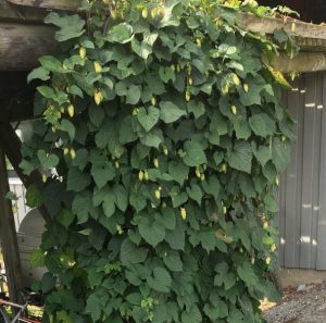 Humle-Humulus lupulus ‘Cascade’